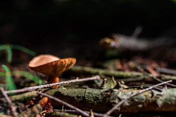 wild growing poisonous mushrooms in the forest. Closeup.