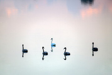 Fototapeta na wymiar Swans on the water in early morning.