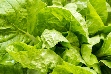  Leaf mustard or brassica juncea on nature background.