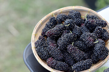 Fresh mulberry fruits on nature background.