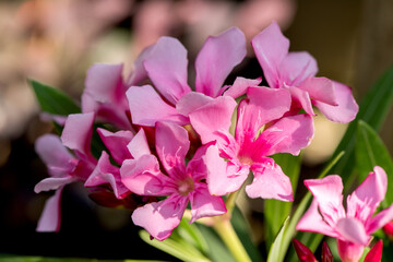 Oleander or nerium oleander flowers on nature background.