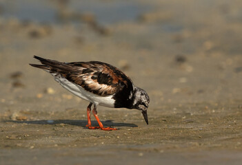 Ruddy Turnstone feeding at Busaiteen coast, Bahrain