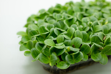 fresh leaves of Milk thistle microgreen. Medicinal plant to protect the liver. Microgreens sprouts...