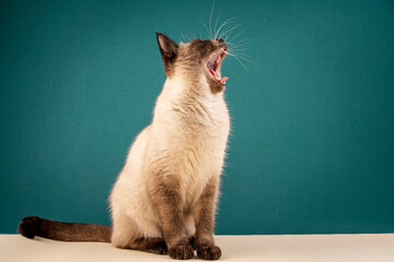 The Thai cat opened its mouth wide. the cat meows loudly