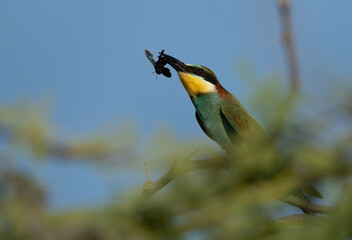 European bee-eater with a bee catch, Bahrain