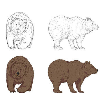 Set of Bears. Sketch and Cartoon Vector Illustrations