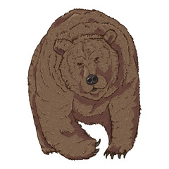 Vector Cartoon Bear Illustration on White Background