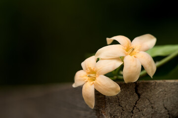 Wrightia dubia ,orange flower on nature background.