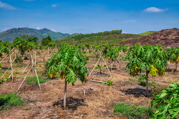 Fototapeta na wymiar Papaya farm at Dien Khanh ward, Khanh Hoa province, Vietnam