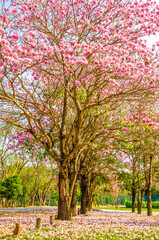 Pink trumpet shrub street flowers on nature background.