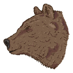 Vector Cartoon Bears Head Illustration