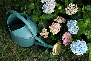 Watering can near beautiful blooming hortensia plants in garden