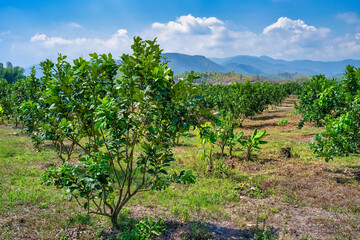 Fototapeta na wymiar Pomelo same Grapefruit farm at Dien Khanh ward, Khanh Hoa province, Vietnam