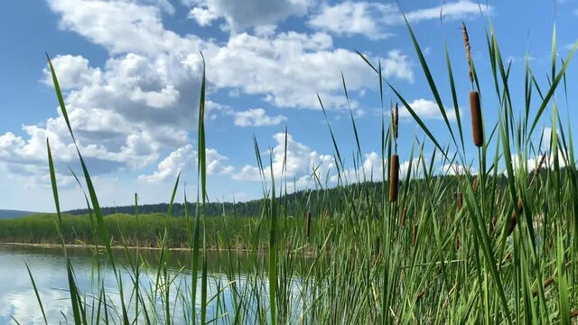 Green reeds on the river bank on a sunny day, blue sky with beautiful clouds. Cool fishing spot. Aquatic plant
