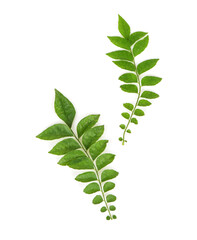 Lime berry or eclipta prostrata branch green leaves isolated on white background.