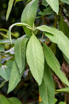 Ngai Camphor Tree or blumea balsamifera ,branch green leaves on nature background.