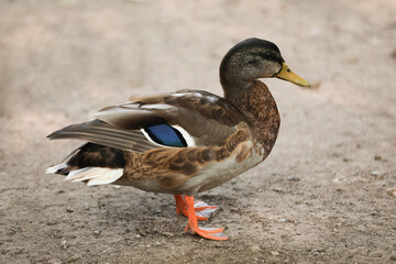 Beautiful female mallard in zoo. Wild duck