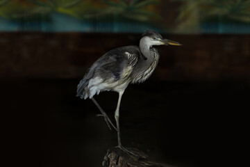 Beautiful great blue heron in zoo enclosure