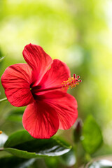 Red hibiscus flower on nature surface.