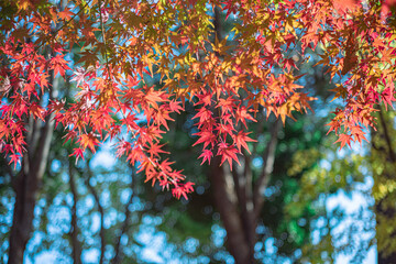 紅葉したもみじ