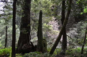 Wald im Muir Woods National Monument, Kalifornien