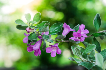 Beautiful Ash plant,Barometer brush,Purple sage flowers in the garden,Leucopyllum frutescens (Bert.) Johnson.