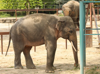 Naklejka premium Beautiful elephant in zoo enclosure. Exotic animal