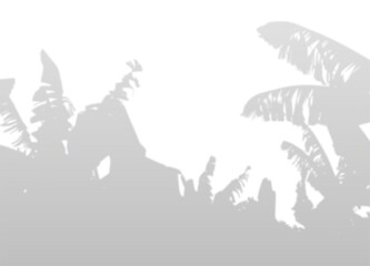 Blurred shadow of Banana palm grove. Natural gray silhouette. Exotic tropical landscape. 