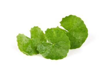 Gotu kola or centella asiatica green leaves isolated on white surface. - obrazy, fototapety, plakaty