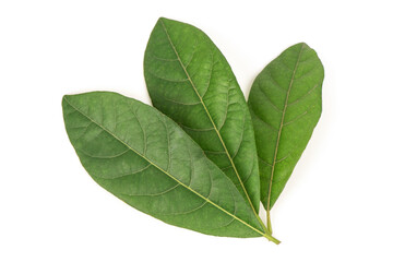 Obraz premium Litsea glutinosa green leaves isolated on white background.top view,flat lay.