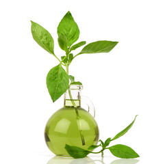 Sweet basil green leaves and oil isolated on white background.