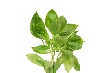 Sweet basil, thai basil or ocimum basilicum branch green leaves isolated on white background.