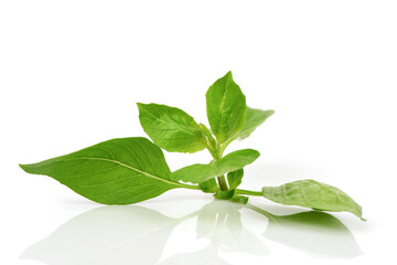 Sweet basil, thai basil or ocimum basilicum branch green leaves isolated on white background. - obrazy, fototapety, plakaty