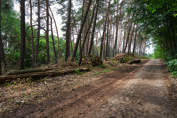 paved road in a pine forest in summer