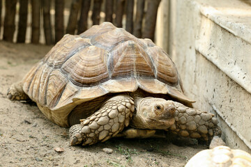 Beautiful tortoise in zoo enclosure. Wild animal