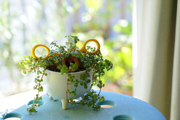 窓辺に置かれたブタの顔に見える観葉植物プミラ