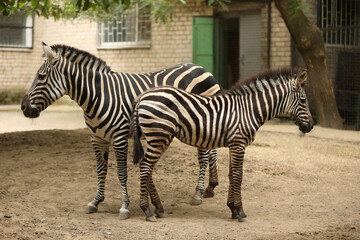 Fototapeta na wymiar Beautiful zebras in zoo enclosure. Exotic animals