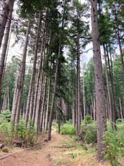 Path in the Forest