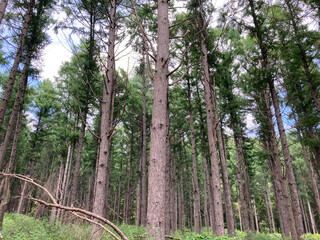 trees in the woods