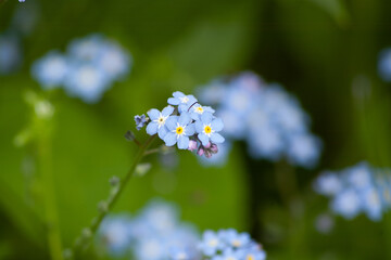 forget me not