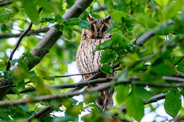 horned owl