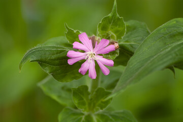 pink and white flower
