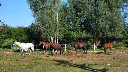 Five horses on the paddock