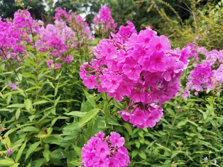 Blume