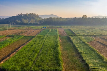 Farmer harvest Papyrus on the fields at Hoai Nhon, Binh Dinh, Vietnam