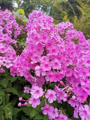 Blume