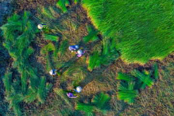 Farmer harvest Papyrus on the fields at Hoai Nhon, Binh Dinh, Vietnam