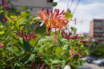 Lonicera etrusca (honeysuckle) climber plant, blooming with flowers of peach orange color and red buds in the sunlight
