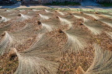 Preliminary processing of papyrus to make mats at Hoai Nhon, Binh Dinh, Vietnam