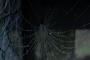 A spider web, spiderweb, spider's web, or cobweb is a structure created by a spider out of proteinaceous spider silk extruded from its spinnerets, generally meant to catch its prey.